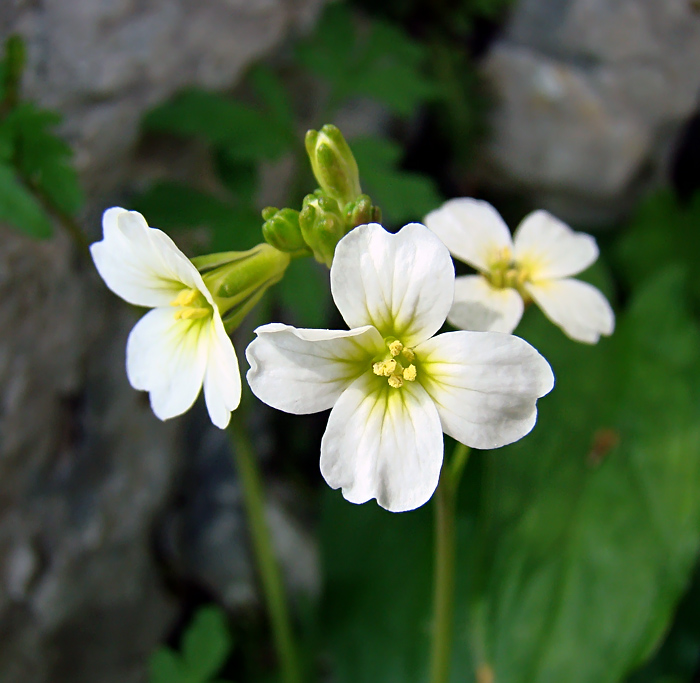 Cardamine monteluccii